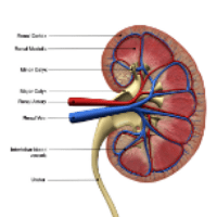 Diagram of a Kidney used for National Kidney month in March 2020